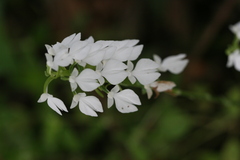 Habenaria plantaginea